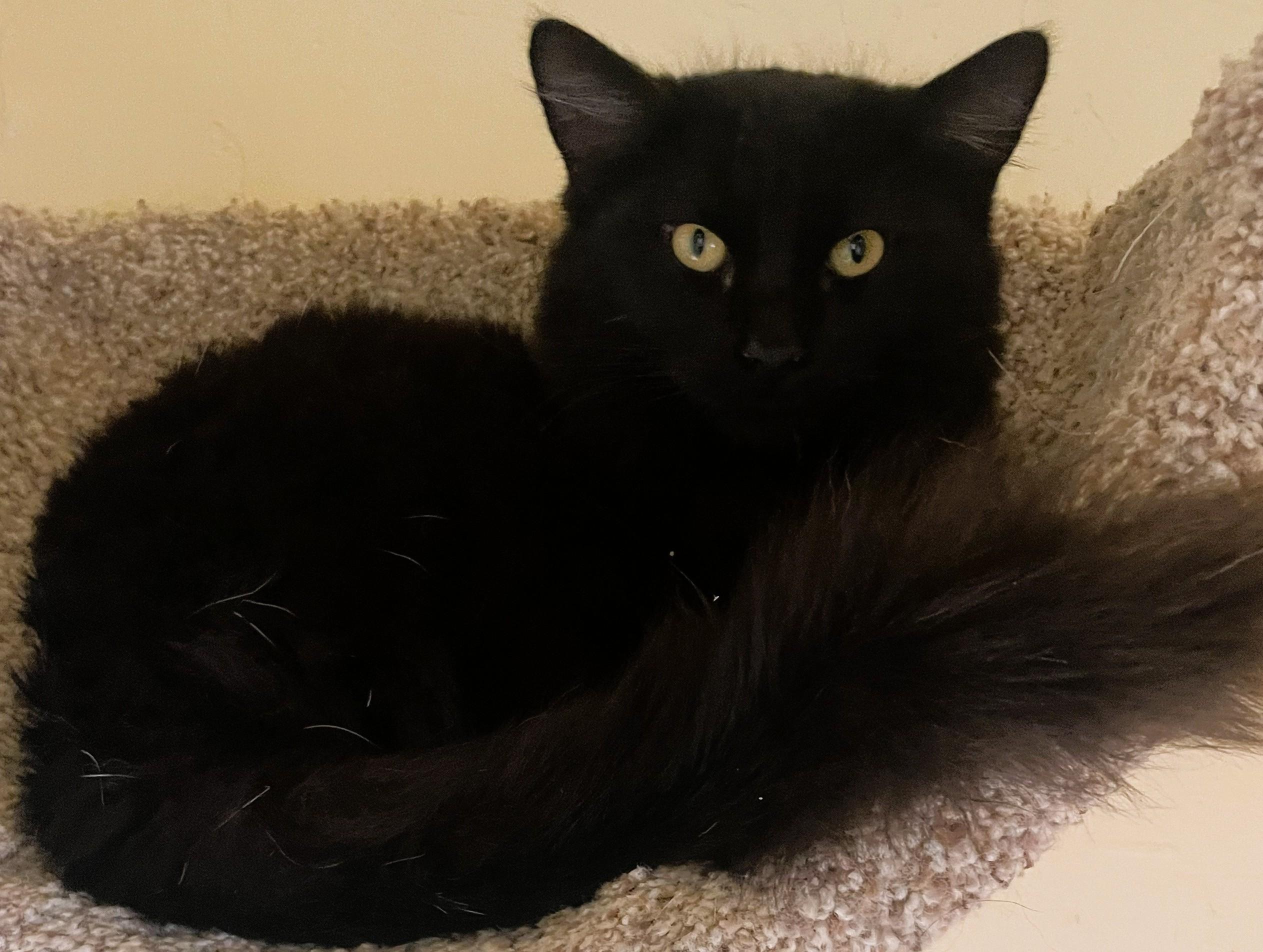 ECHO, Adoptable, Young Male Domestic Long Hair.