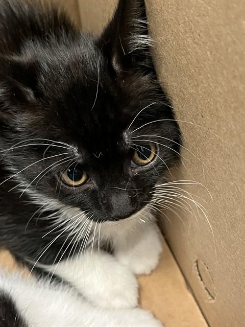 A052685, Adoptable, Kitten Female Domestic Short Hair.