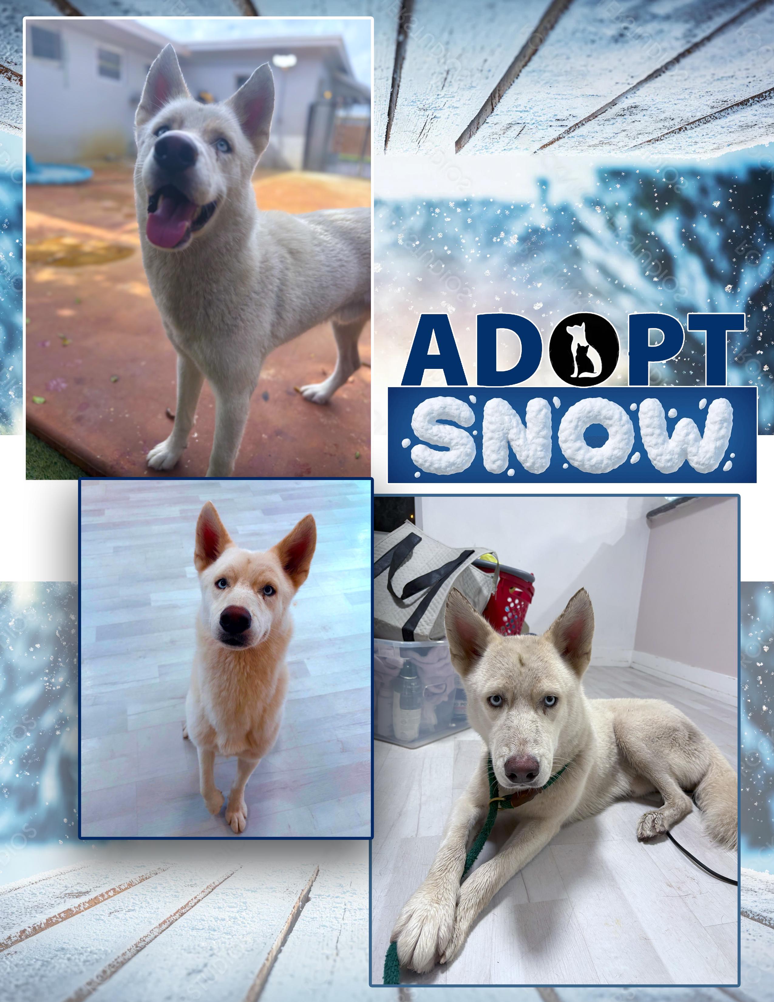 Snow, Adoptable, Adult Male Husky & Alaskan Malamute.