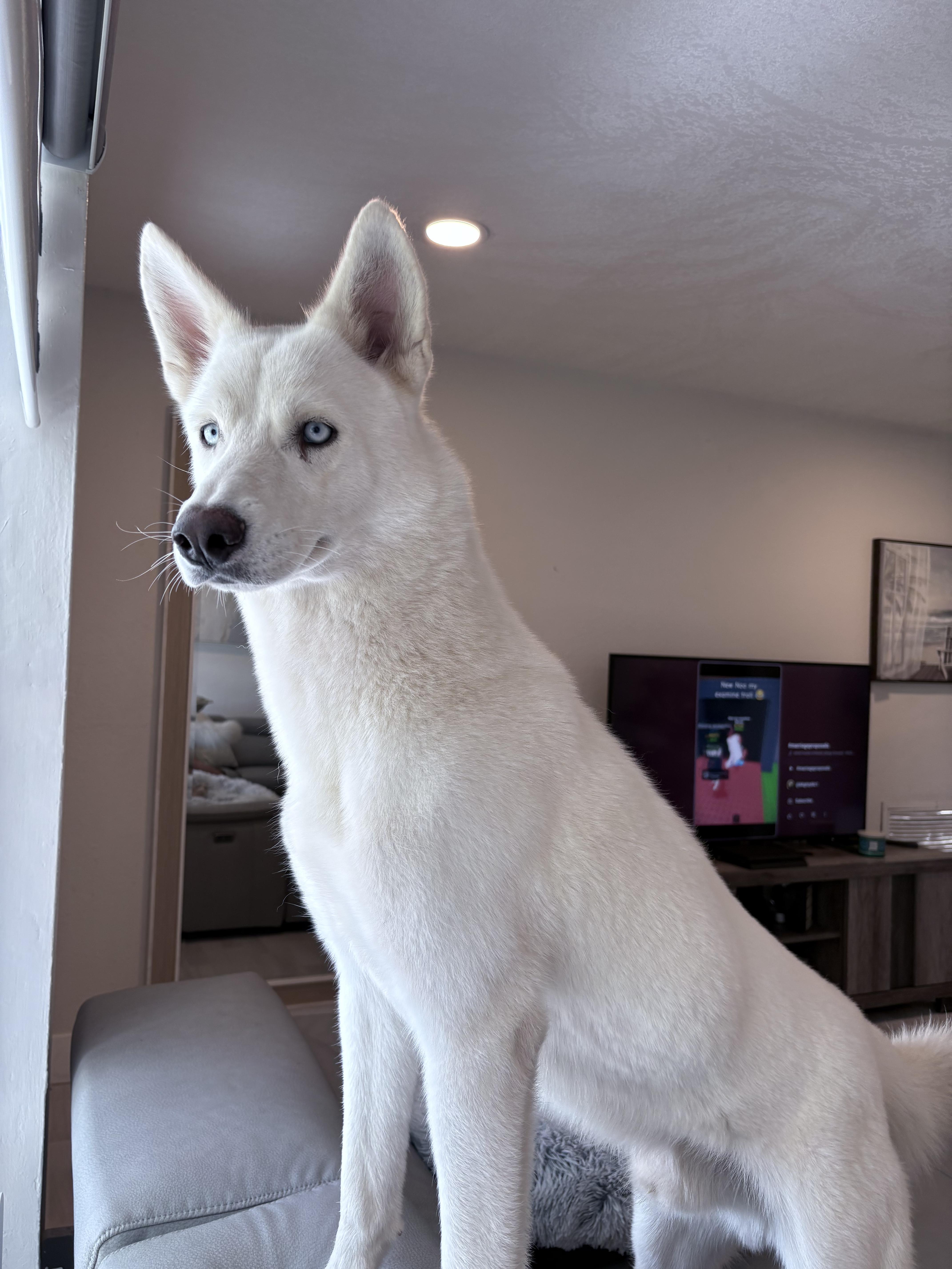 Snow, a Adoptable mixed breed in Margate, FL image 3/6