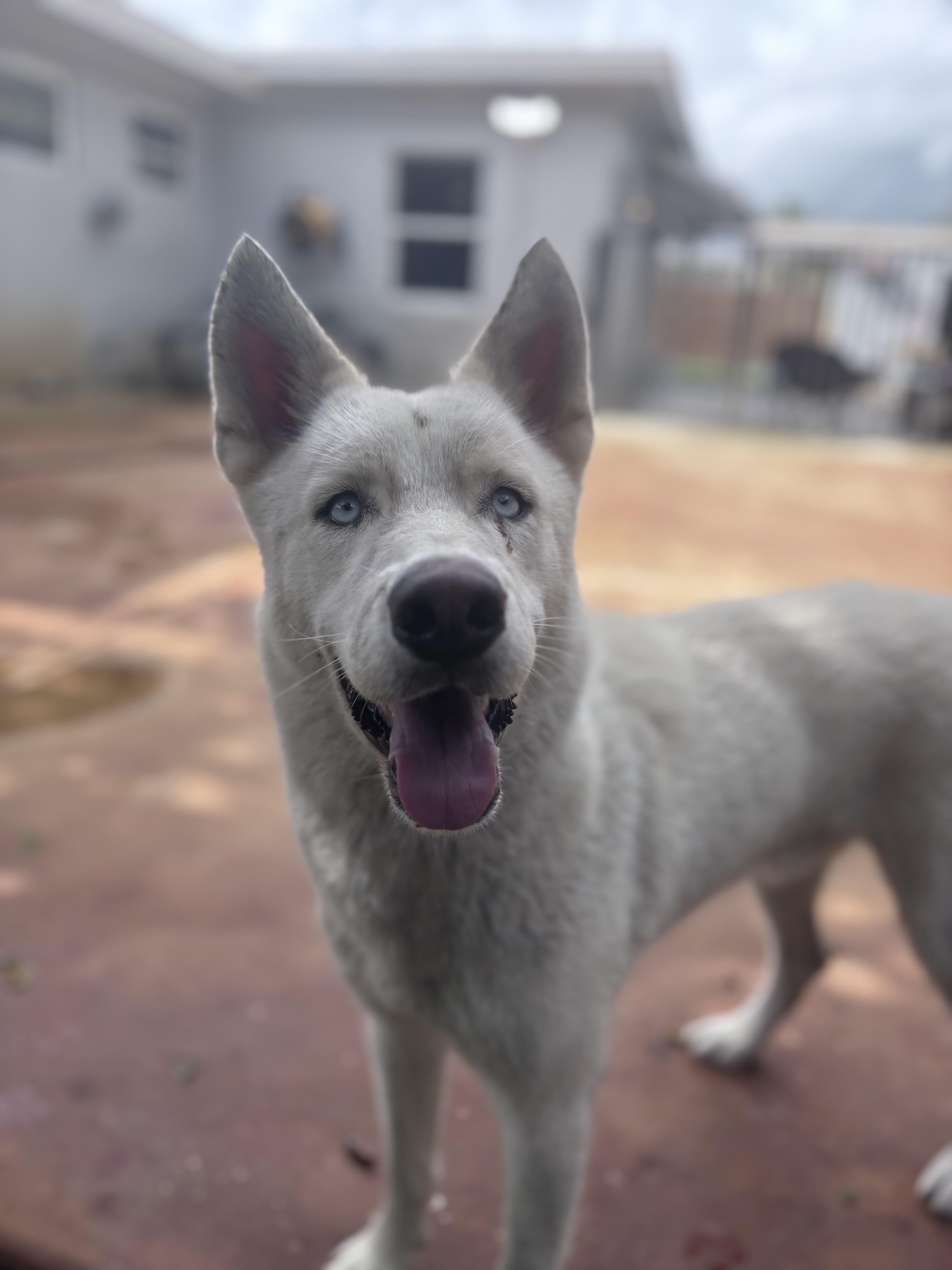 Snow, a Adoptable mixed breed in Margate, FL image 4/6
