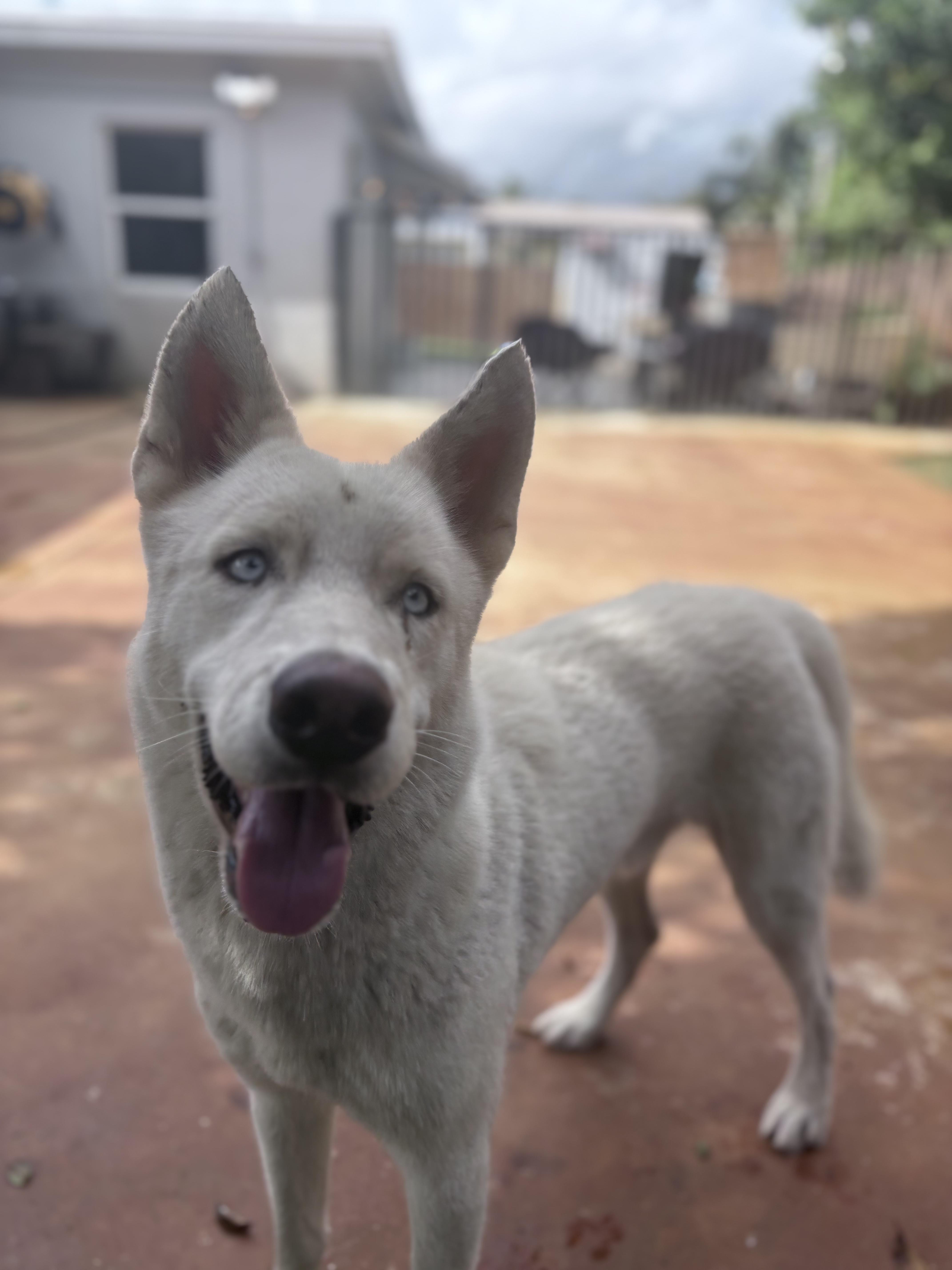 Snow, a Adoptable mixed breed in Margate, FL image 2/6