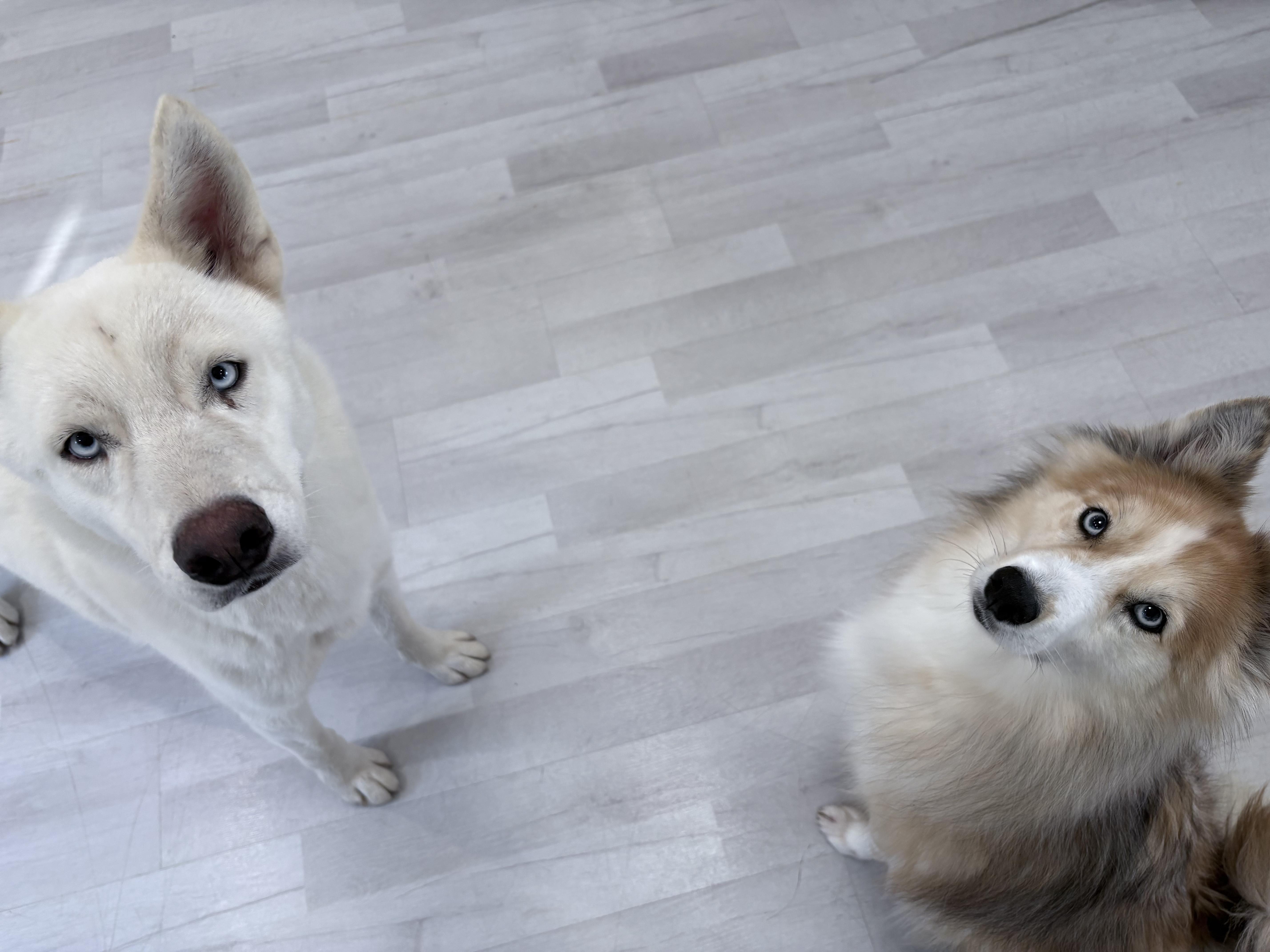 Snow, a Adoptable mixed breed in Margate, FL image 6/6