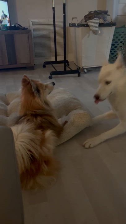 Enlarge Snow, a Adoptable mixed breed in Margate, FL video 5/6