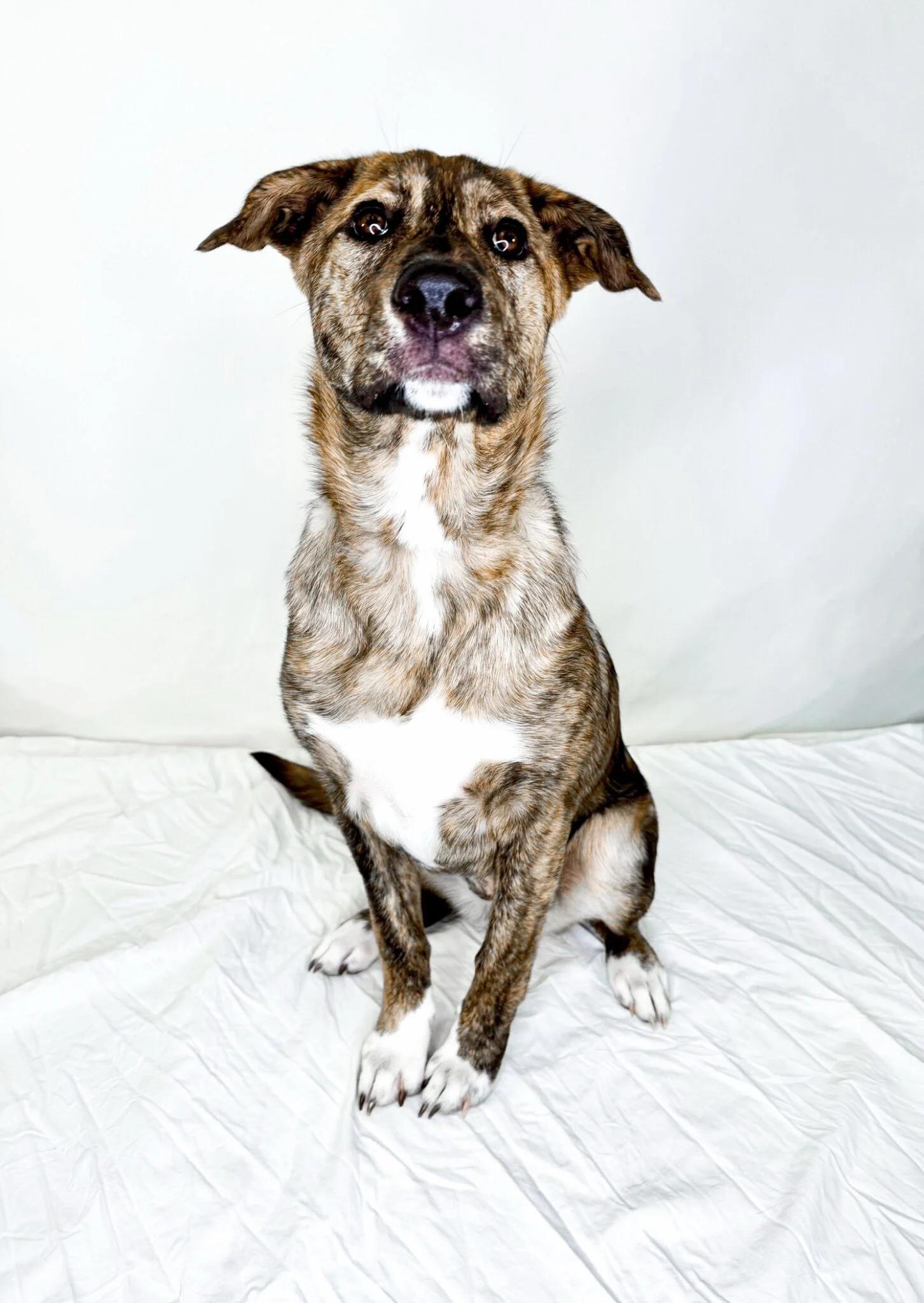Enlarge Acadia, an adopted mixed breed in Bixby, OK image 2/6