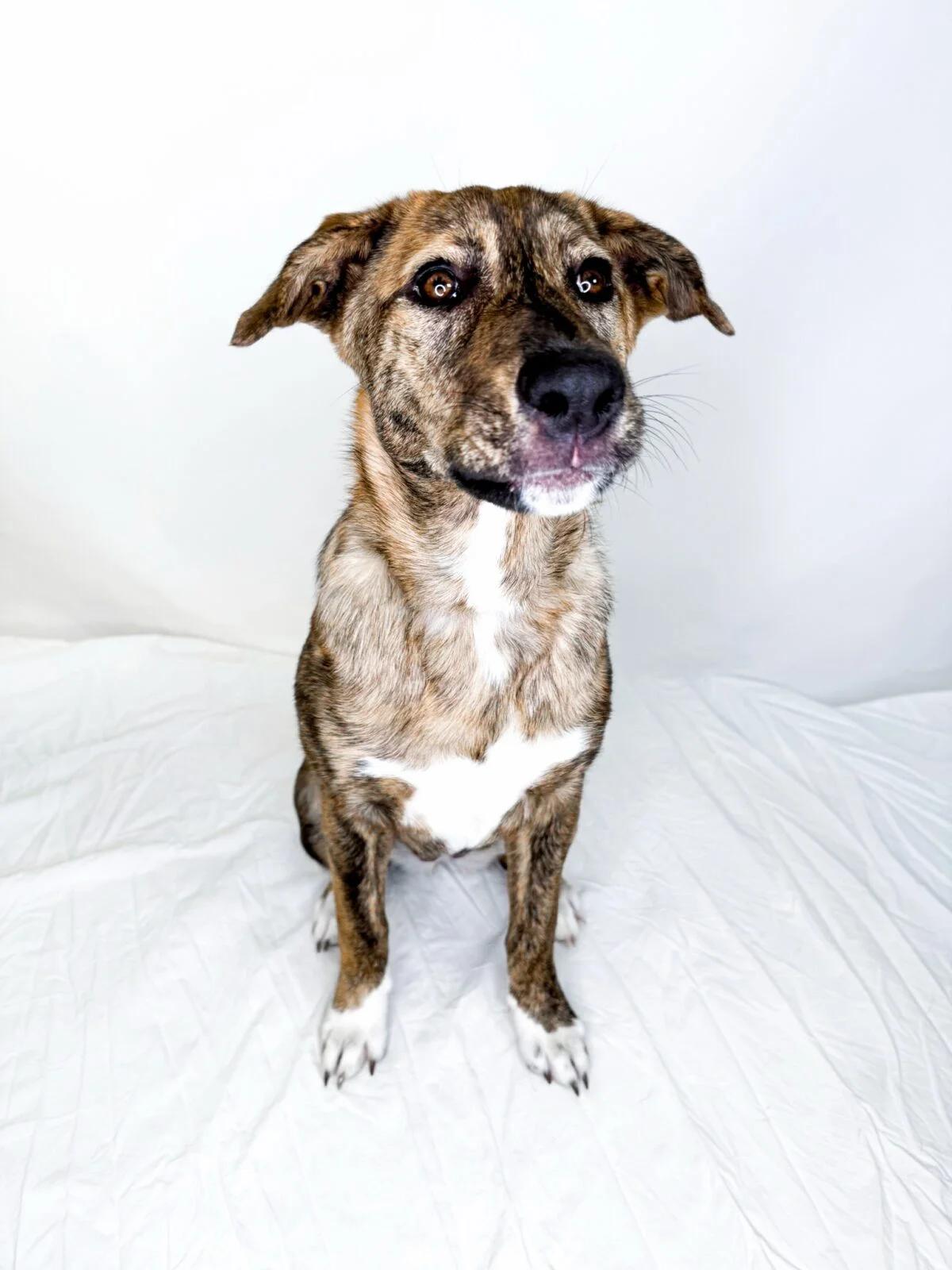 Enlarge Acadia, an adopted mixed breed in Bixby, OK image 5/6