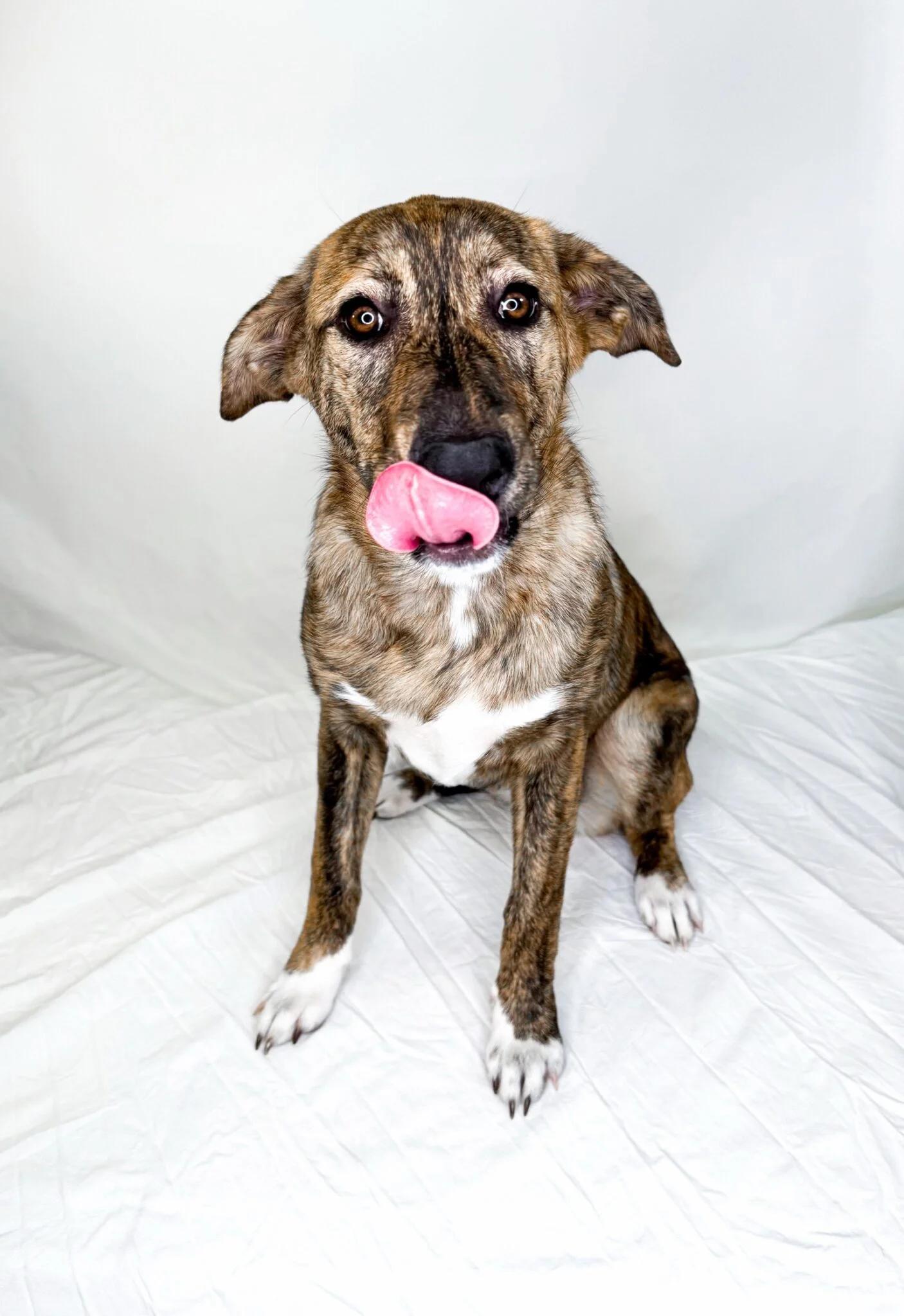 Enlarge Acadia, an adopted mixed breed in Bixby, OK image 3/6