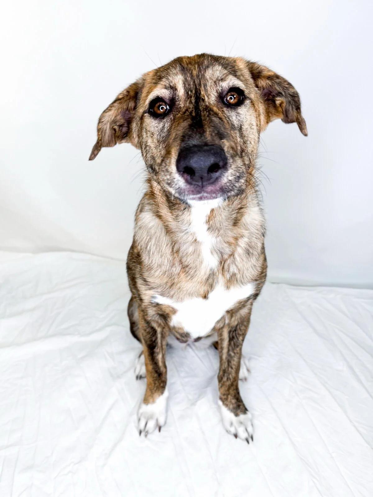 Enlarge Acadia, an adopted mixed breed in Bixby, OK image 1/6