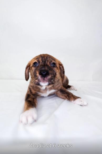 Enlarge Acadia, an adopted mixed breed in Bixby, OK image 6/6
