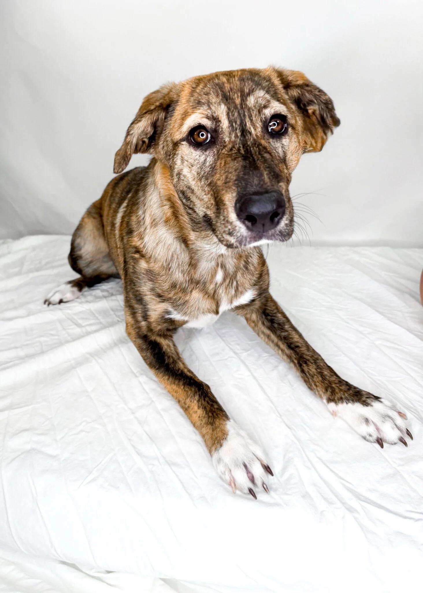 Enlarge Acadia, an adopted mixed breed in Bixby, OK image 4/6