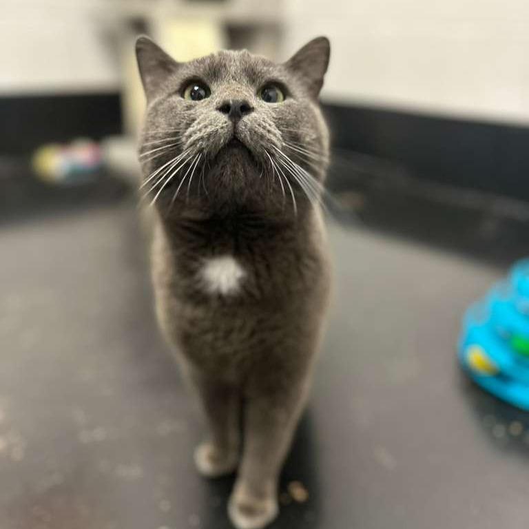 Drake, Adoptable, Adult Male Domestic Short Hair.