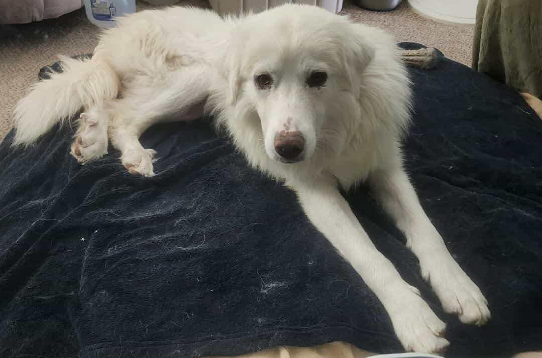 Ari, Adoptable, Young Female Great Pyrenees.