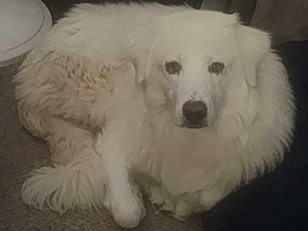 Ari, Adoptable, Young Female Great Pyrenees.