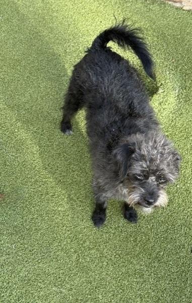 Enlarge CAMEO, a Adoptable mixed breed in glastonbury, CT image 1/6