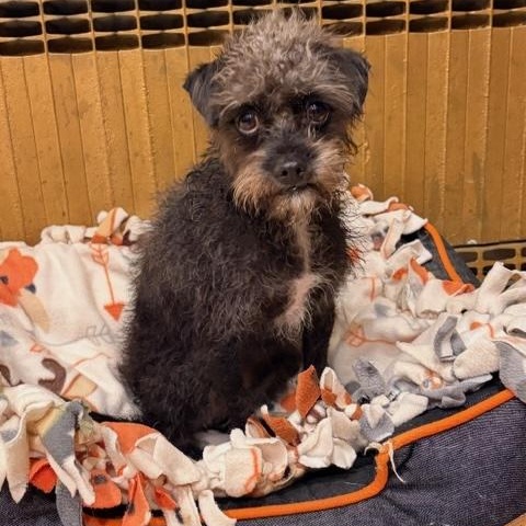 Enlarge CAMEO, a Adoptable mixed breed in glastonbury, CT image 3/5