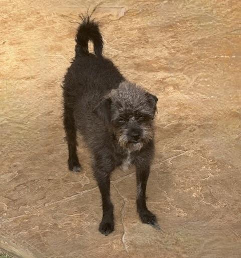 Enlarge CAMEO, a Adoptable mixed breed in glastonbury, CT image 2/6