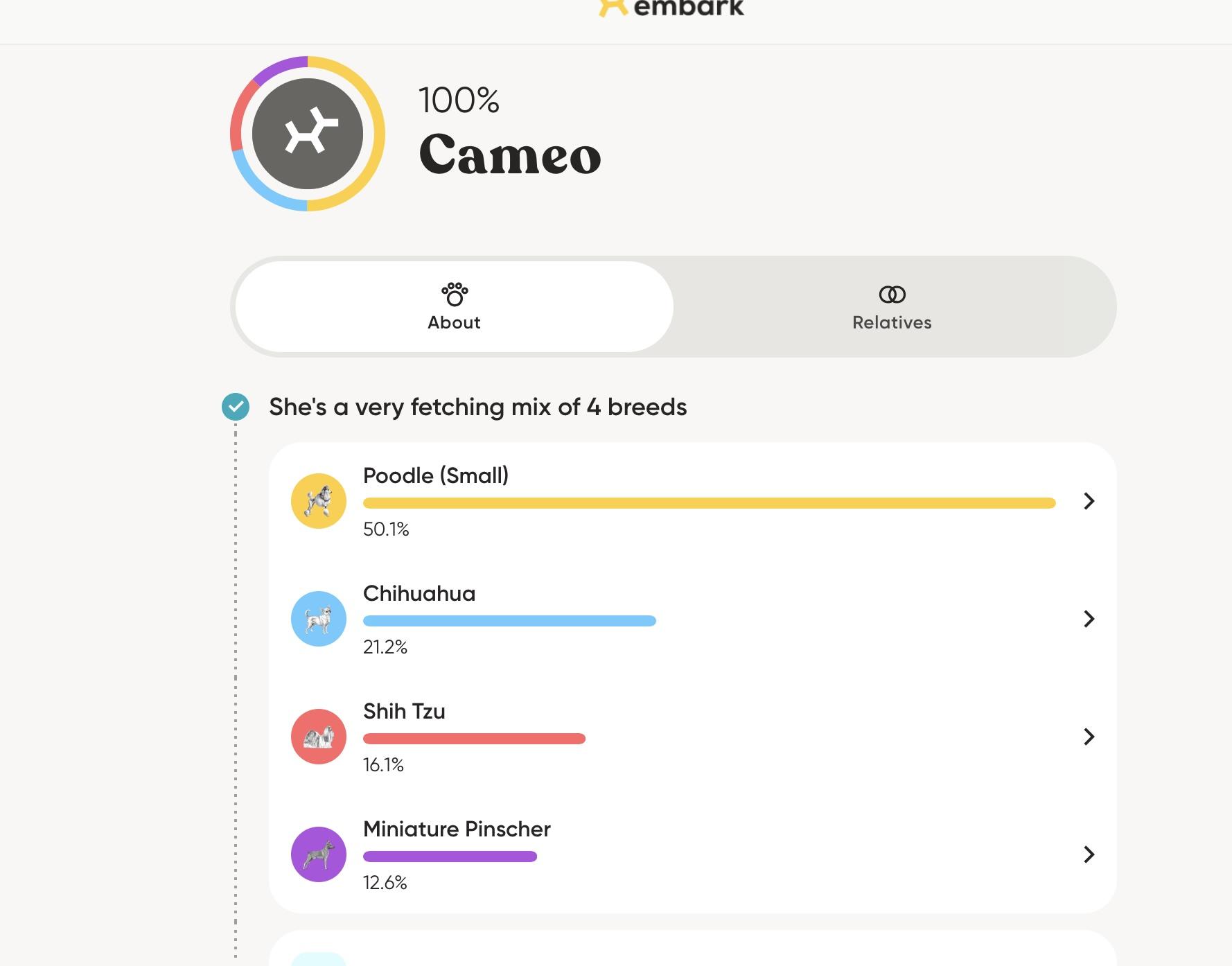 Enlarge CAMEO, a Adoptable mixed breed in glastonbury, CT image 3/6