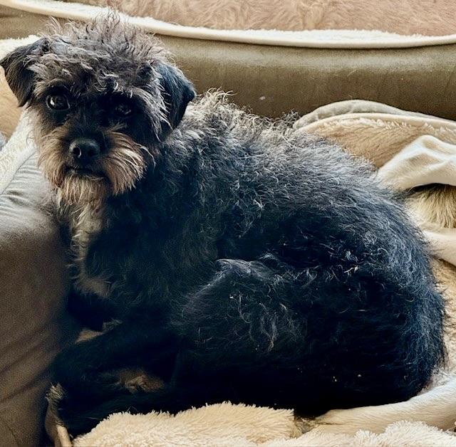 Enlarge CAMEO, a Adoptable mixed breed in glastonbury, CT image 4/6