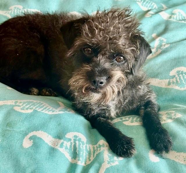 Enlarge CAMEO, a Adoptable mixed breed in glastonbury, CT image 5/6