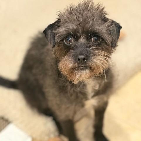 CAMEO, Adoptable, Young Female Poodle & Shih Tzu.
