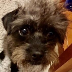 Enlarge CAMEO, a Adoptable mixed breed in glastonbury, CT image 4/5