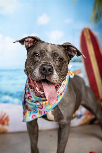 BELLA, Adoptable, Senior Female Pit Bull Terrier.