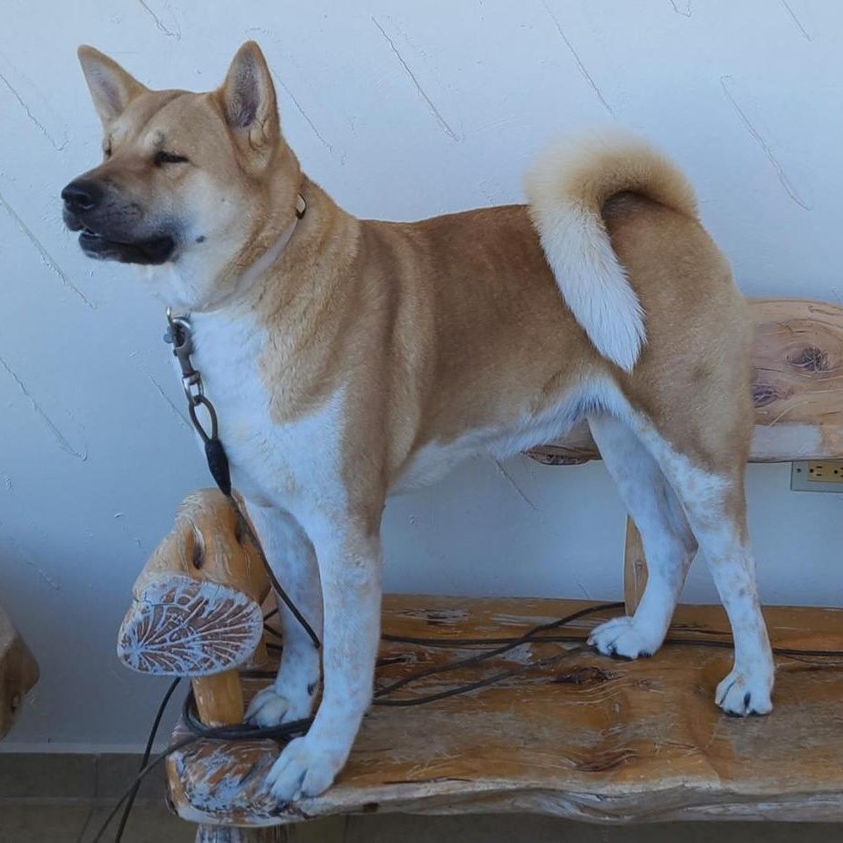 Yuki (AZ), a Adoptable Akita in Queen Creek, AZ image 2/4