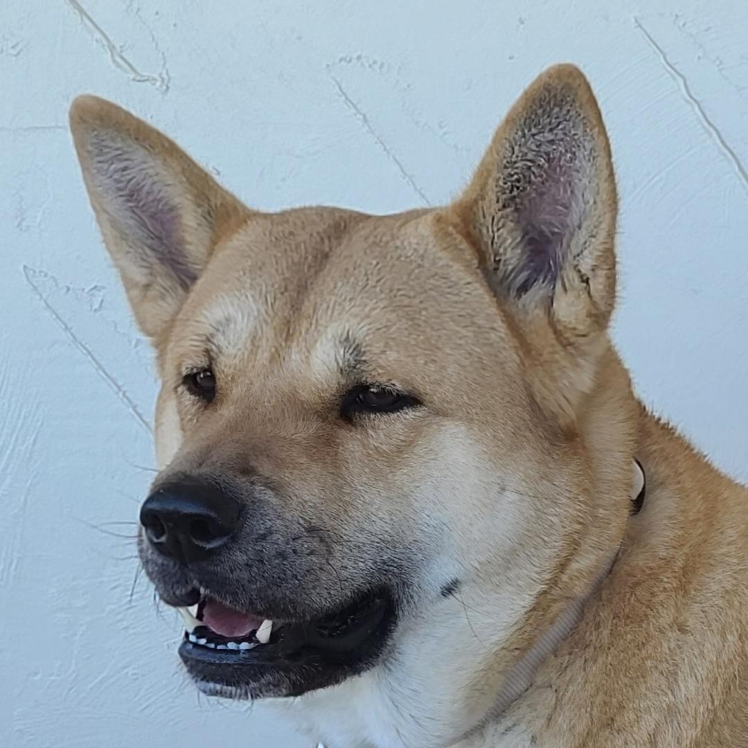 Yuki (AZ), a Adoptable Akita in Queen Creek, AZ image 1/4