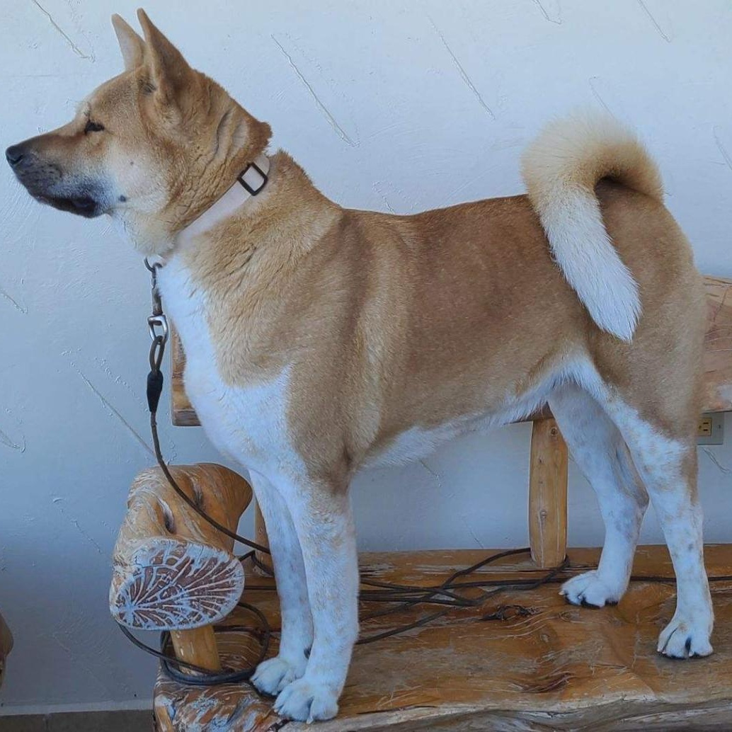 Yuki (AZ), a Adoptable Akita in Queen Creek, AZ image 4/4