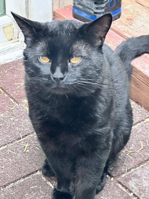 Quincy, Adoptable, Adult Male Bombay.