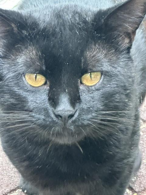 Enlarge Quincy, a Adoptable Bombay in Bowie, MD image 2/2
