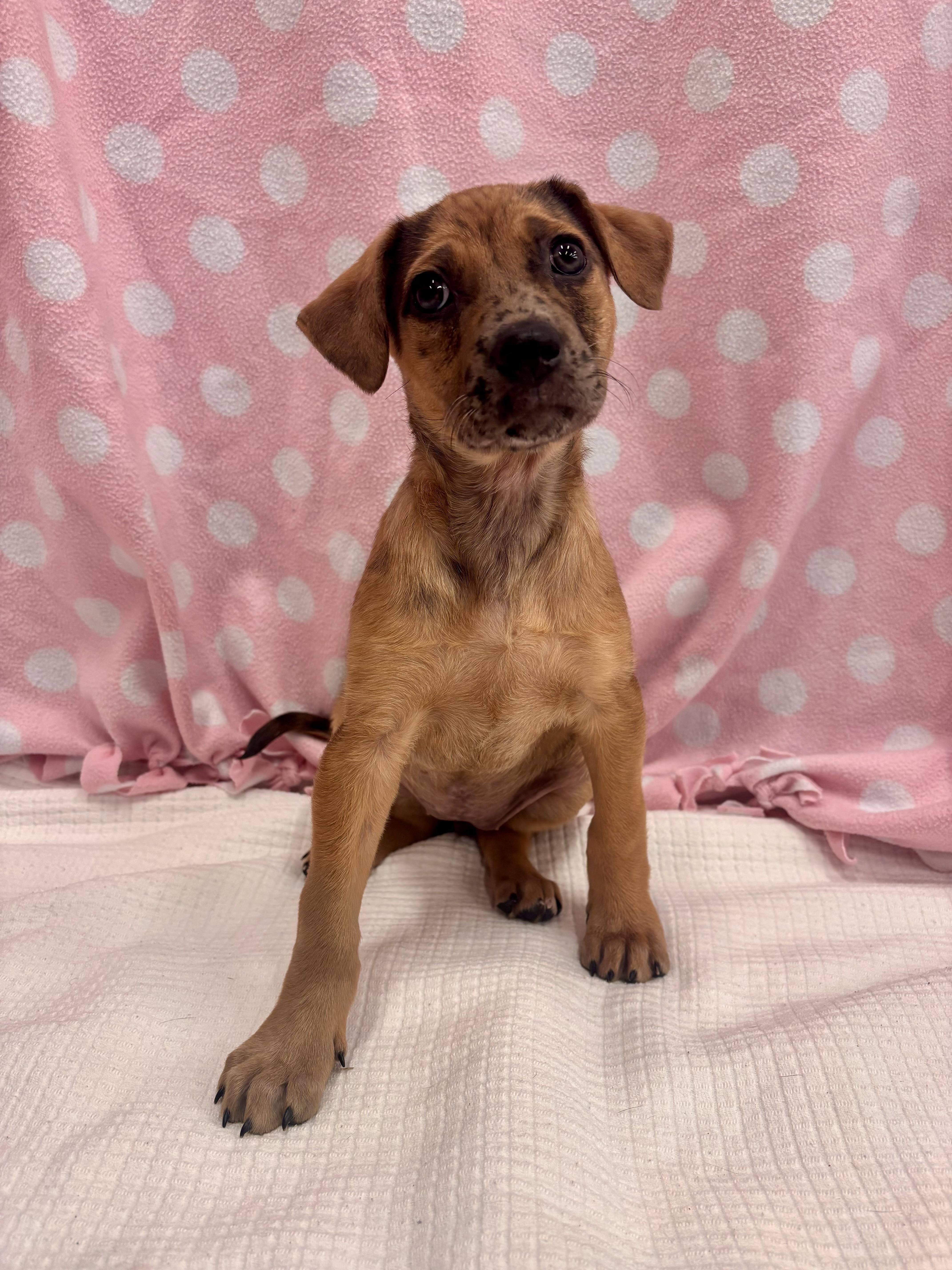 KyRan, ADOPTABLE, Puppy Female Mixed Breed.