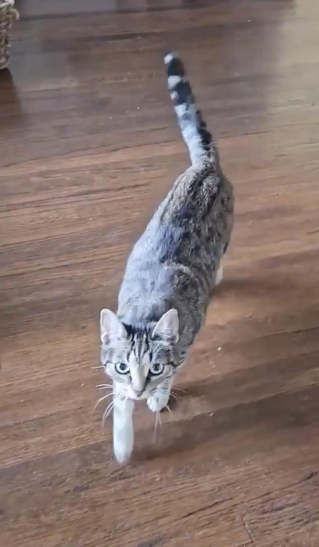 Enlarge Kendall and Jackson, a Adopted Domestic Short Hair in Dallas, TX image 2/5