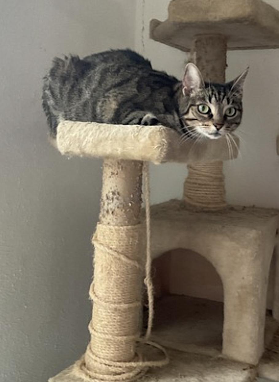 Enlarge Kendall and Jackson, a Adopted Domestic Short Hair in Dallas, TX image 4/5