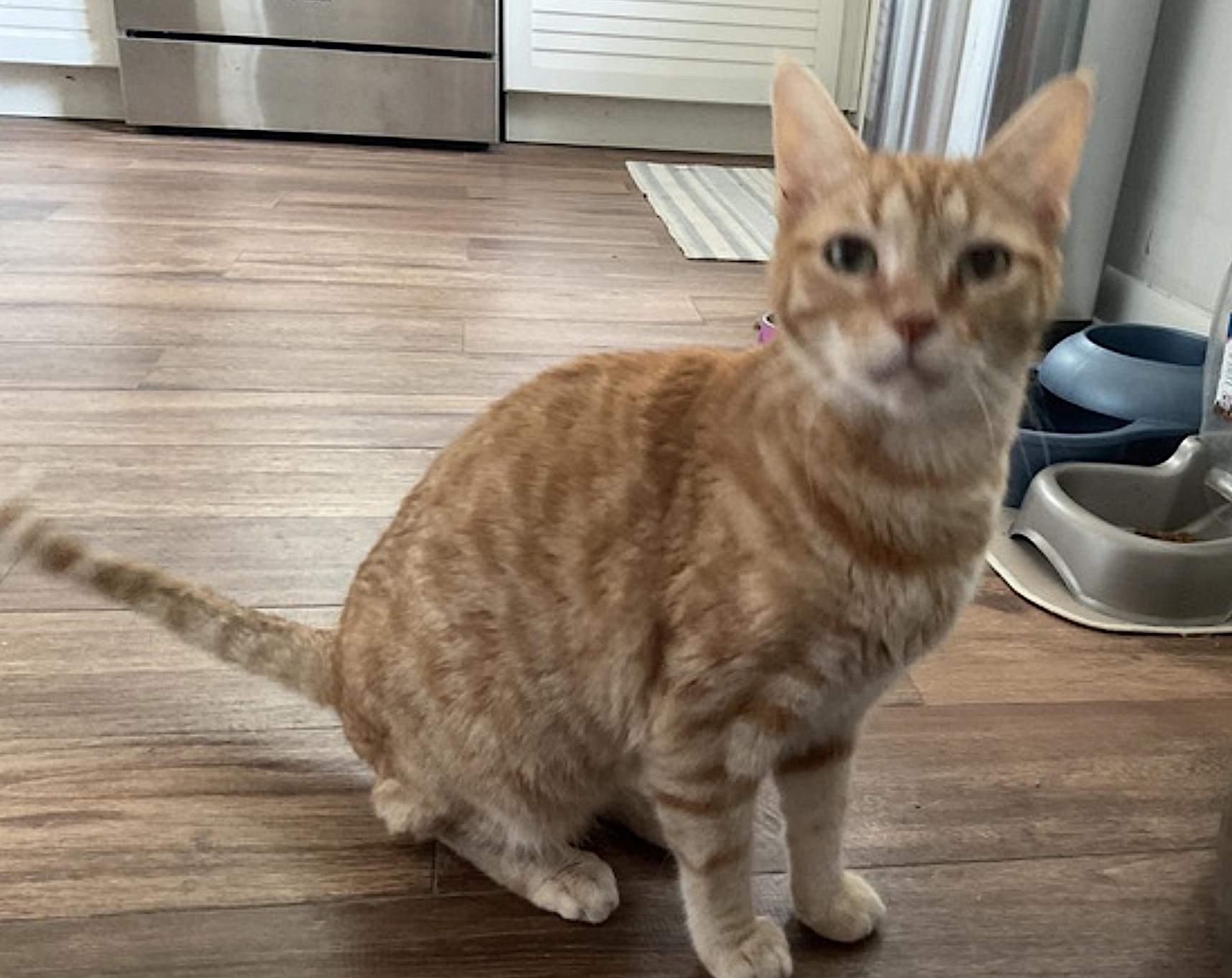 Enlarge Kendall and Jackson, a Adopted Domestic Short Hair in Dallas, TX image 5/5