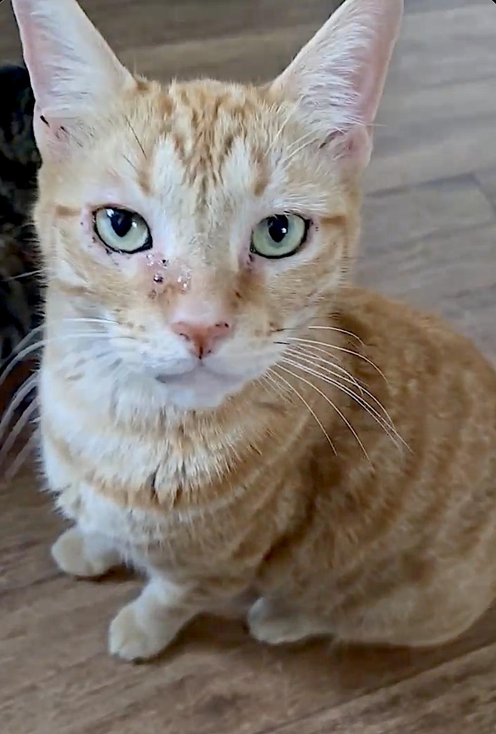 Enlarge Kendall and Jackson, a Adopted Domestic Short Hair in Dallas, TX image 3/5