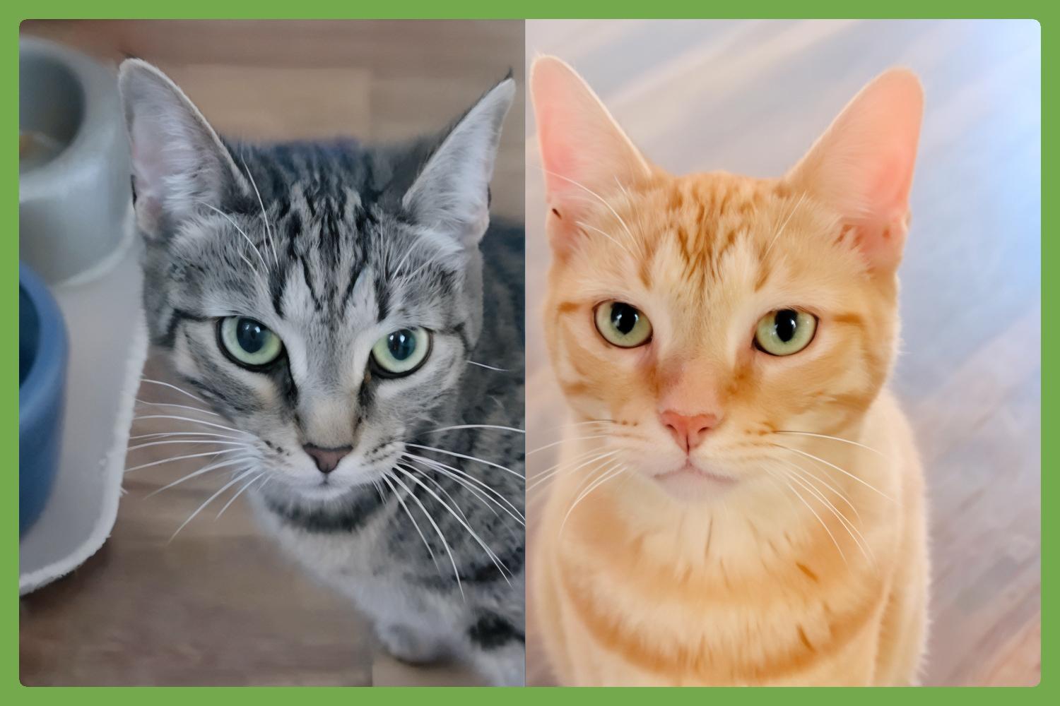 Kendall and Jackson, Adopted, Senior Female Domestic Short Hair.