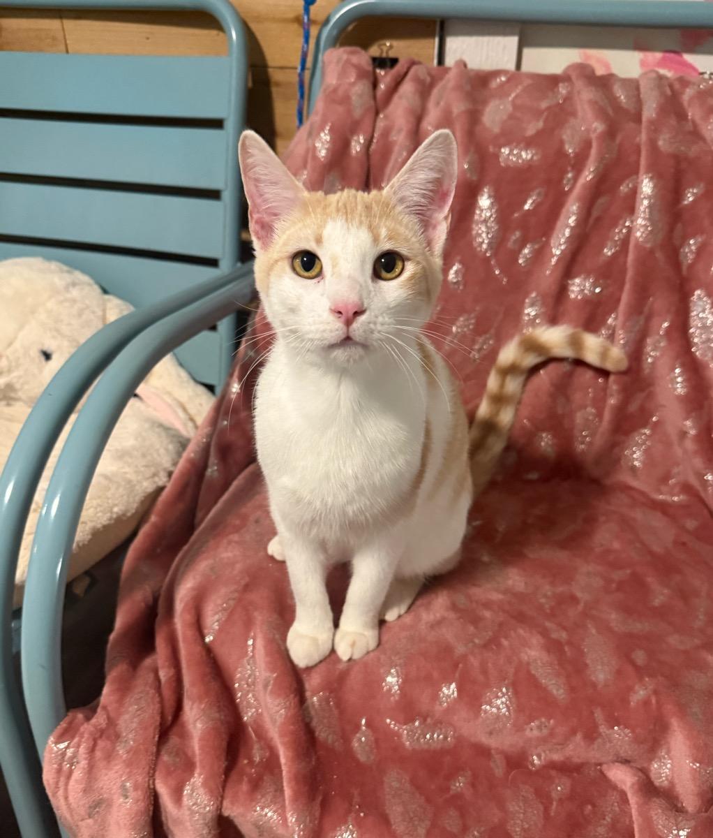 Everest, Adoptable, Young Male Domestic Short Hair.
