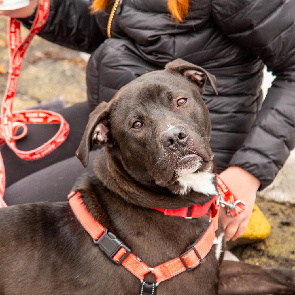 Jody T4, Adoptable, Adult Male Labrador Retriever & Terrier.