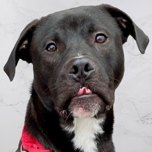 Jody T4, Adoptable, Adult Male Labrador Retriever & Terrier.