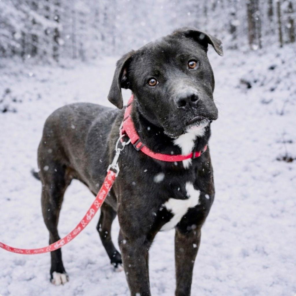 Enlarge Jody T4, a Adoptable mixed breed in Bloomfield, CT image 2/3