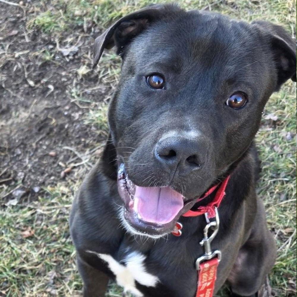 Enlarge Jody T4, a Adoptable mixed breed in Bloomfield, CT image 3/3