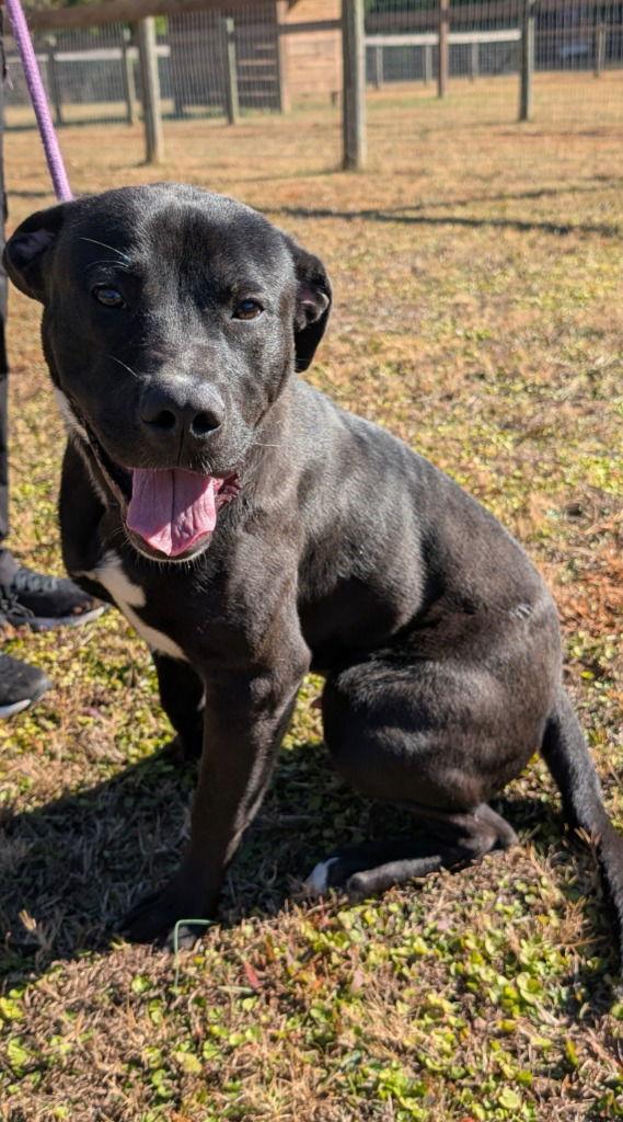 Enlarge Jody T4, a Adoptable mixed breed in Bloomfield, CT image 1/3