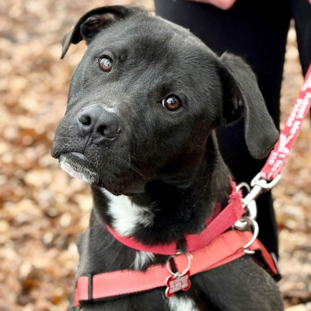Enlarge Jody T4, a Adoptable mixed breed in Bloomfield, CT image 2/3