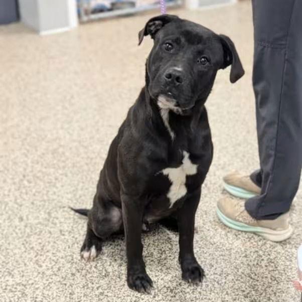 Enlarge Jody T4, a Adoptable mixed breed in Bloomfield, CT image 3/3