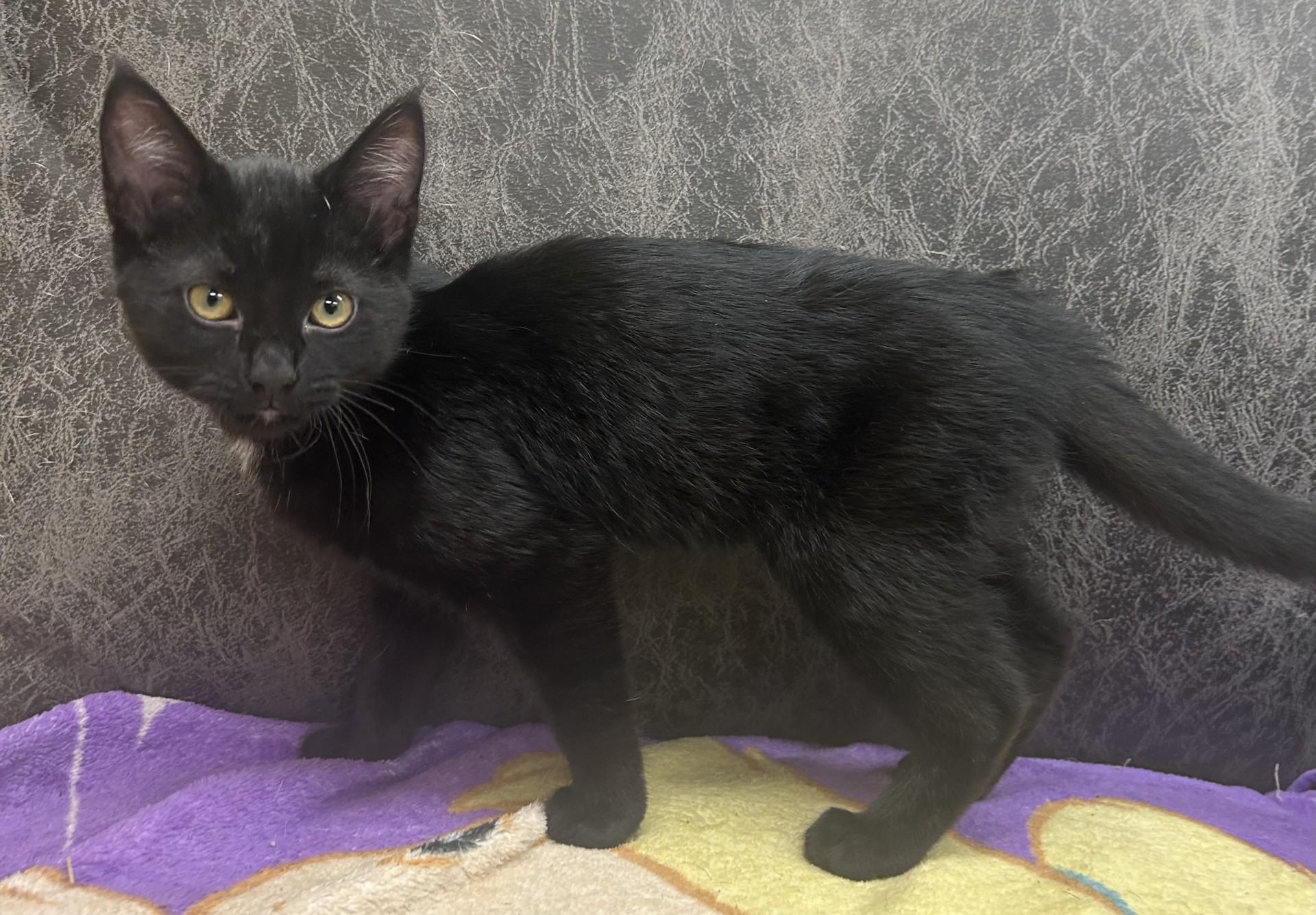 BUTTERCUP, a ADOPTABLE mixed breed in North Kansas City, MO image 2/3