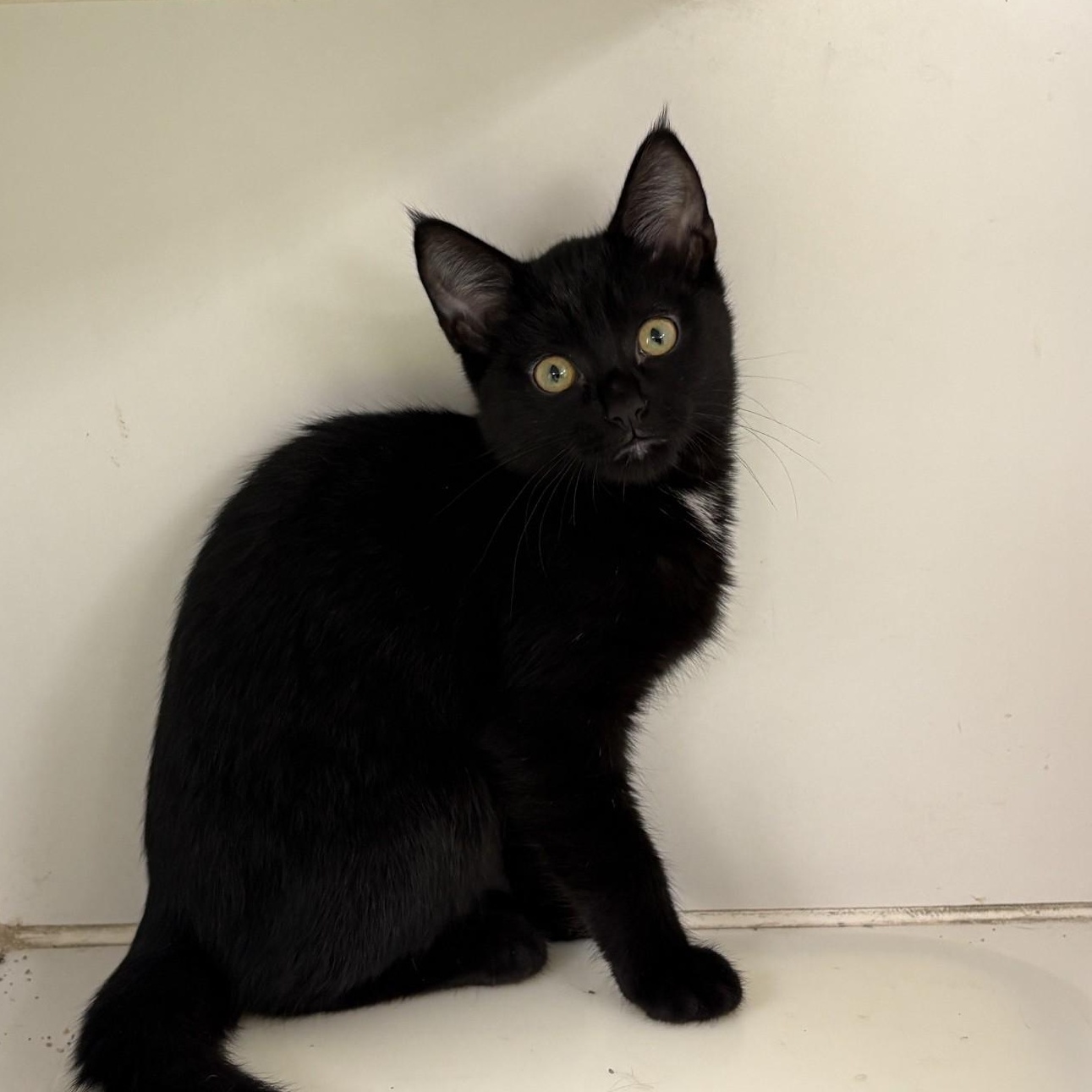 BUTTERCUP, ADOPTABLE, Kitten Female Domestic Short Hair.