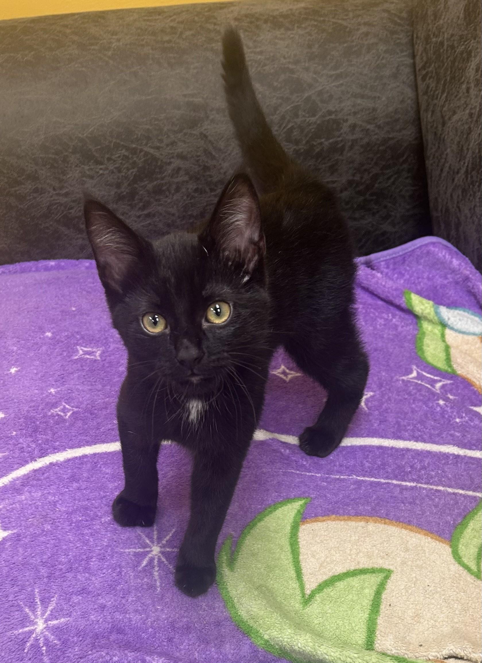 BUTTERCUP, a ADOPTABLE mixed breed in North Kansas City, MO image 3/3