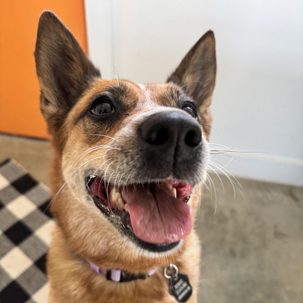 Camilla, Adoptable, Adult Female Cattle Dog & Mixed Breed.