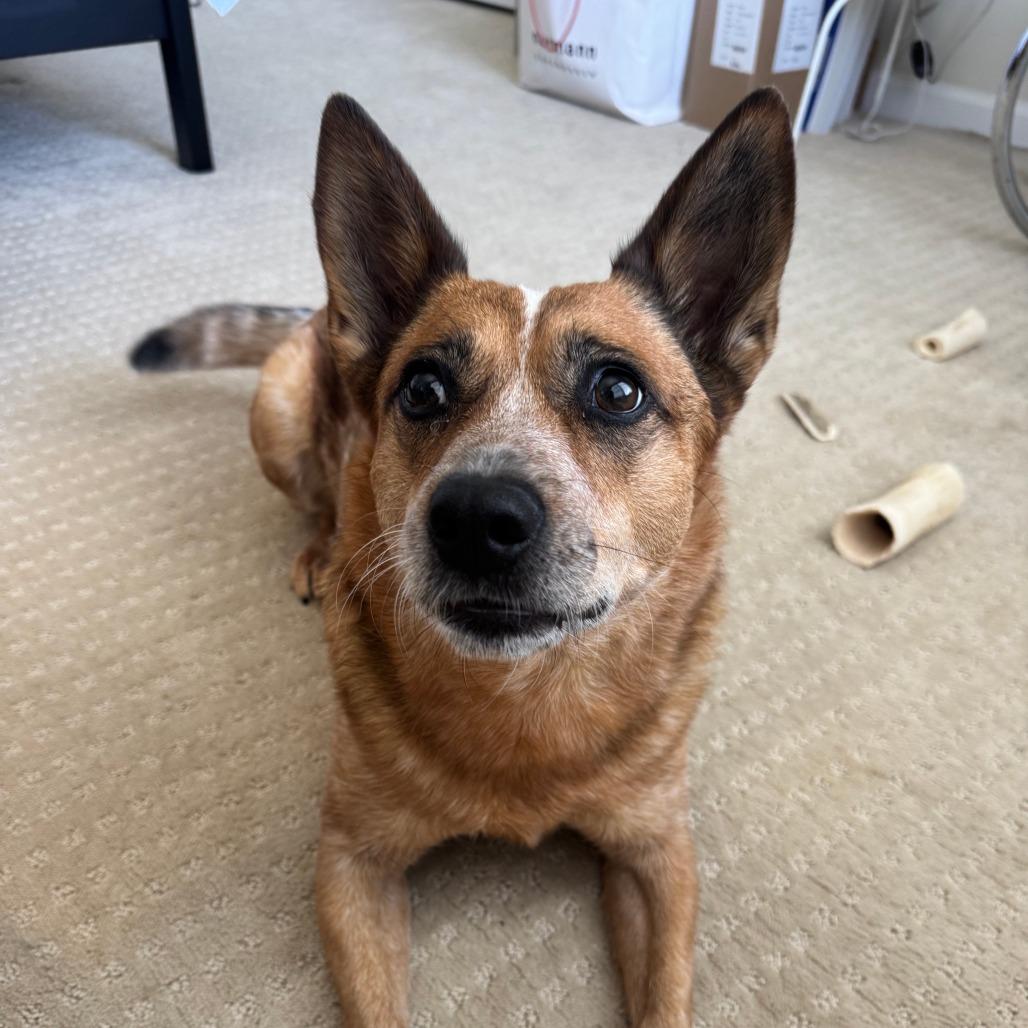 Enlarge Camilla, a Adoptable mixed breed in Chicago, IL image 2/6